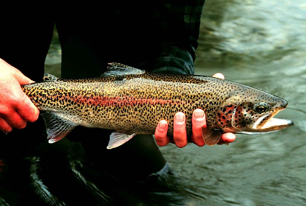 Lisac Mark, U.S. Fish and Wildlife Service