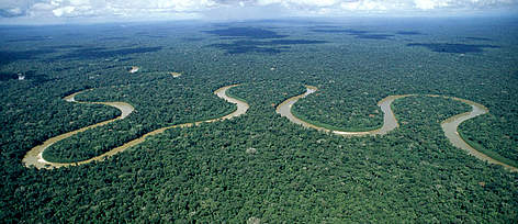 Scientists Claim Half of Tree Species in the Amazon at Risk of Extinction