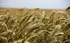 The ‘Slashing Agricultural Economy’ Of The U.S. Mourns The Exit From TTP