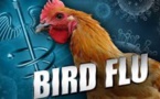 Bird Flu Scare in U.S. Forces Asian Nations to Restrict U.S. Poultry
