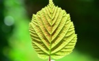 Newly Developed ‘Artificial Photosynthesis’ Device Converts CO2 Into Car Fuel