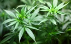Cannabis industry is skyrocketing in the US