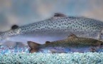 World’s First Genetically-Modified Animal To Enter Food Supply Is Salmon