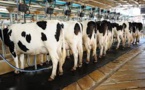 Even As NAFTA Brings Other Worries, US Dairy Glut Leads To Problem Of Spilled Milk In Some Markets