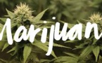 Canada's Marijuana Legalization Will Increase Competition With Illegal Pot Sale
