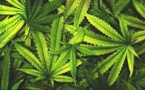 UK Thinktank Proposes Legalizing Of Cannabis In The Country
