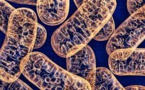 Animals Can Burn Muscle To Supplement Body Water Needs, Finds A Study