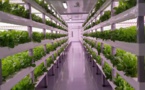 Would Singapore Be The First One To Bring Lab Grown Shrimps To The Global Market?