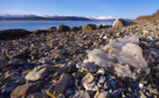 WHO found no danger in microplastics in drinking water