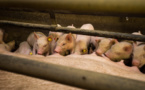 African swine fever at Europe’s borders: time for an embargo?