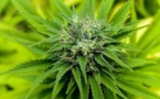 Cannabis Sector In US Rises To New High As It Gains Traction Through Reddit