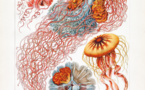 Ernst Haeckel, the Zoologist Who Inspired 20th-Century Art
