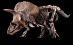 Binoche et Giquello Present a Giant Triceratops Called Big John
