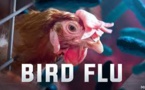 From Pennsylvania To France, Organic Hens Are Being Quarantined Due To Bird Flu