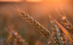 India restricts wheat exports due to food security threats