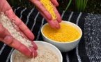 Global traders are buying up Indian rice