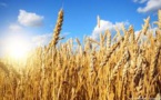 Why Does India's Wheat Export Prohibition Matter To The Rest Of The World?