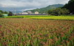 Japan Today: Japanese farmers to replace rice with grain