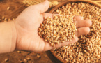 Egypt agrees to buy wheat from India