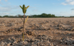 TVE: Spanish farmers believe that severe drought will result in food prices surge