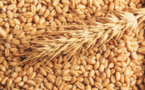 Global wheat prices are declining after historical records in early March