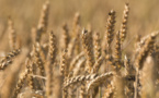 FT finds out terms of the grain deal extension