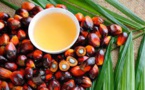 Indonesian Palm Oil Exports Restrictions, And Its Biodiesel Plans Are Threatening Global Vegetable Oil Supplies