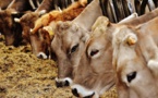 Gates Foundation invests in development of a methane-reducing feed additive for cows