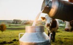 India, The World's Dairy Superpower, Has Seen A 15% Increase In Milk Price