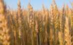 Wheat price up 12 per cent after Ukraine grain deal ends