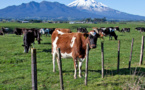 China to inspect dairy imports from New Zealand