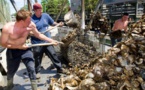 The impact of oysters on North Carolina’s economy