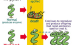 New research sheds light on bacterial resistance to antibiotics. Monsanto’s response - the ostrich act.