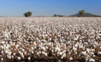 Much improvement is needed to reduce India’s Cotton water footprint to meet global standards