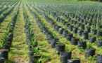 Sustainable sourcing of palm oil is one challenge, labelling and selling it to consumers another.