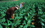 The effect of normalisation of the US-Cuba relationship on Cuba’s tobacco workers