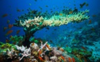 Over-exploitation of our Ocean is leading to degradation of our $24 trillion wealth