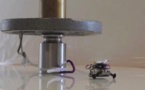 Tiny Robots Able to Carry Loads with Super Strenght