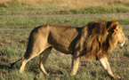 South Africa releases first Lion population report to public