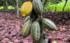 Significant Increases In Cocoa And Iron Ore In 2023 With Declining Energy Prices