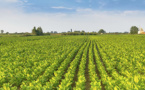 Planting Condition and Weather, Major Factors for Food Supply