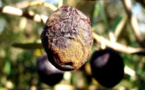 Spain Faces 'Olive Ebola'