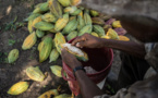 Cocoa bean prices collapse by 26% in two days