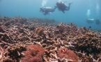 CO2 Emission Is Proportionate To The Damages Of Marine Ecosystem, Reports Recent Studies