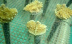 Jamaicans To Restore The Dying Coral Coastline Of The Country