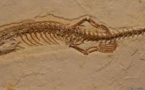 Controversy Over Claimed Discovery of Oldest Snake With Four Legs