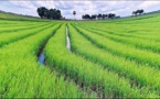 Genetically Modified Rice Could be the Solution for Paddy Methane Release