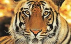 Only 106 Stripped Royal Bengal Tigers Exist in the Wild Today