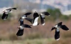 Increased Population of Protected Birds Enhances Voice Against EU Bird Protection Legislation Review