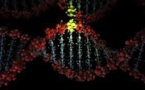 Government Eye on Gene-Drive Technology while Leading Geneticists Laud the Benefits
